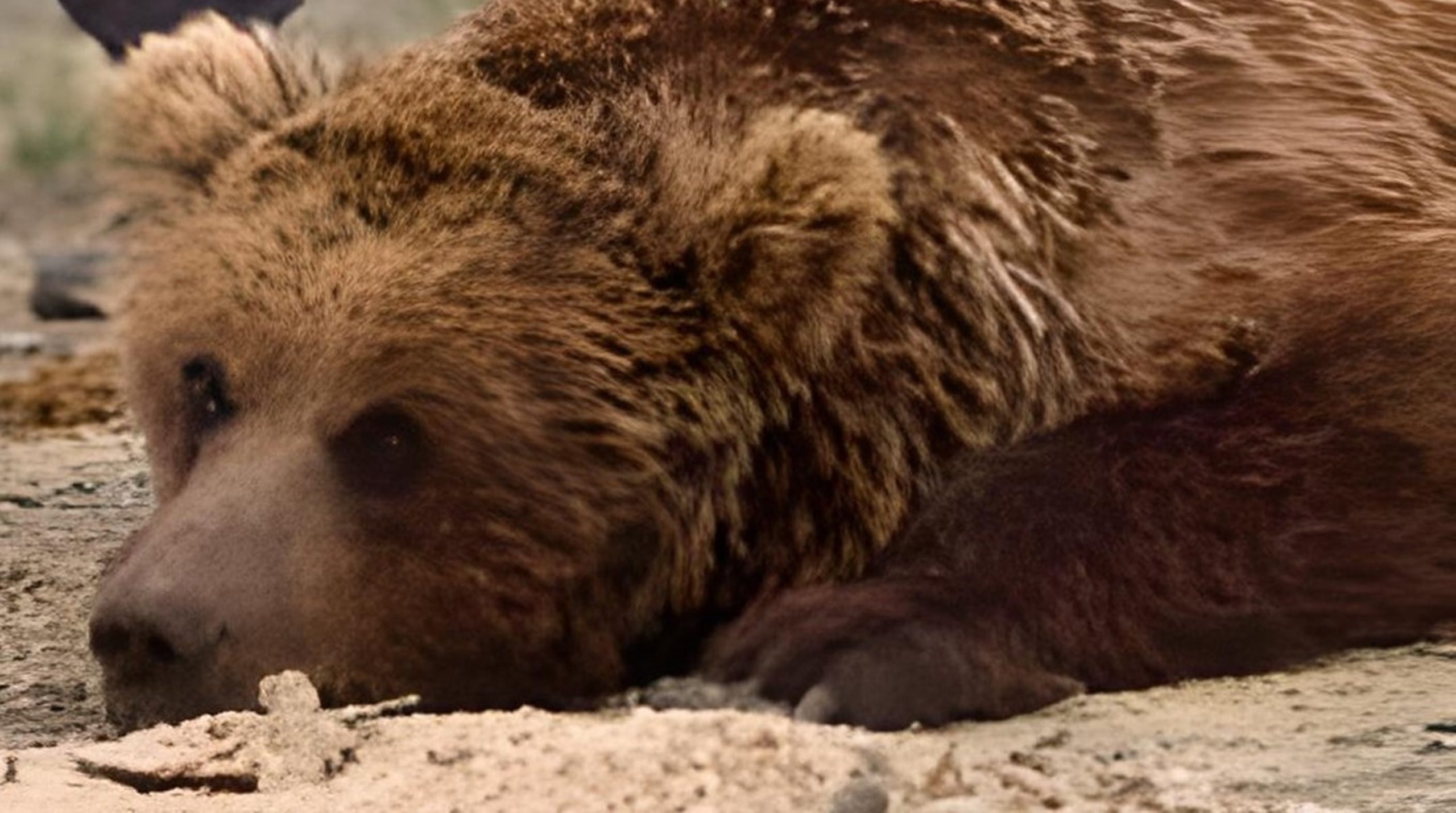 DEレポートNo.31砂漠に生きる唯一無二の熊 絶滅危惧種「ゴビヒグマ」を救え ～今我々にできることは何か？～