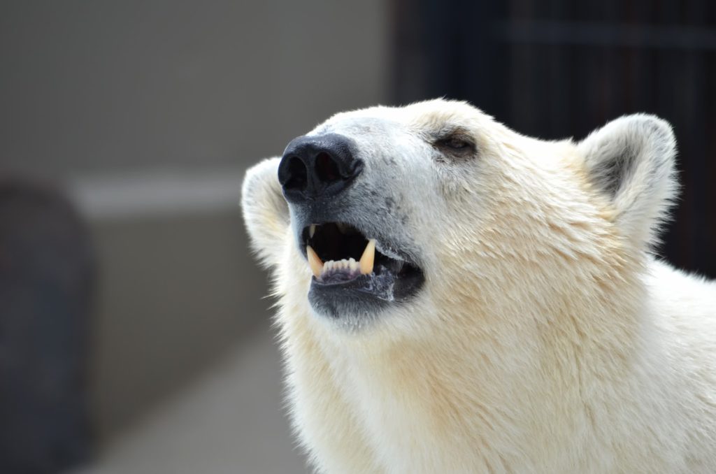 ホッキョクグマ