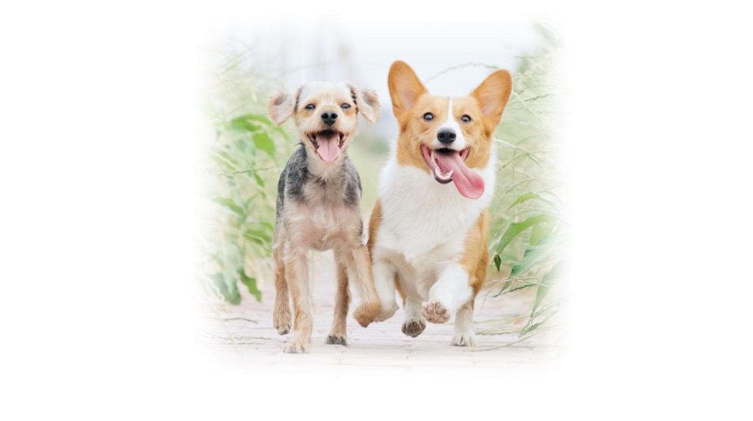 DEレポートNo.60 保護犬の命を守る～ 処分ゼロを目指して～