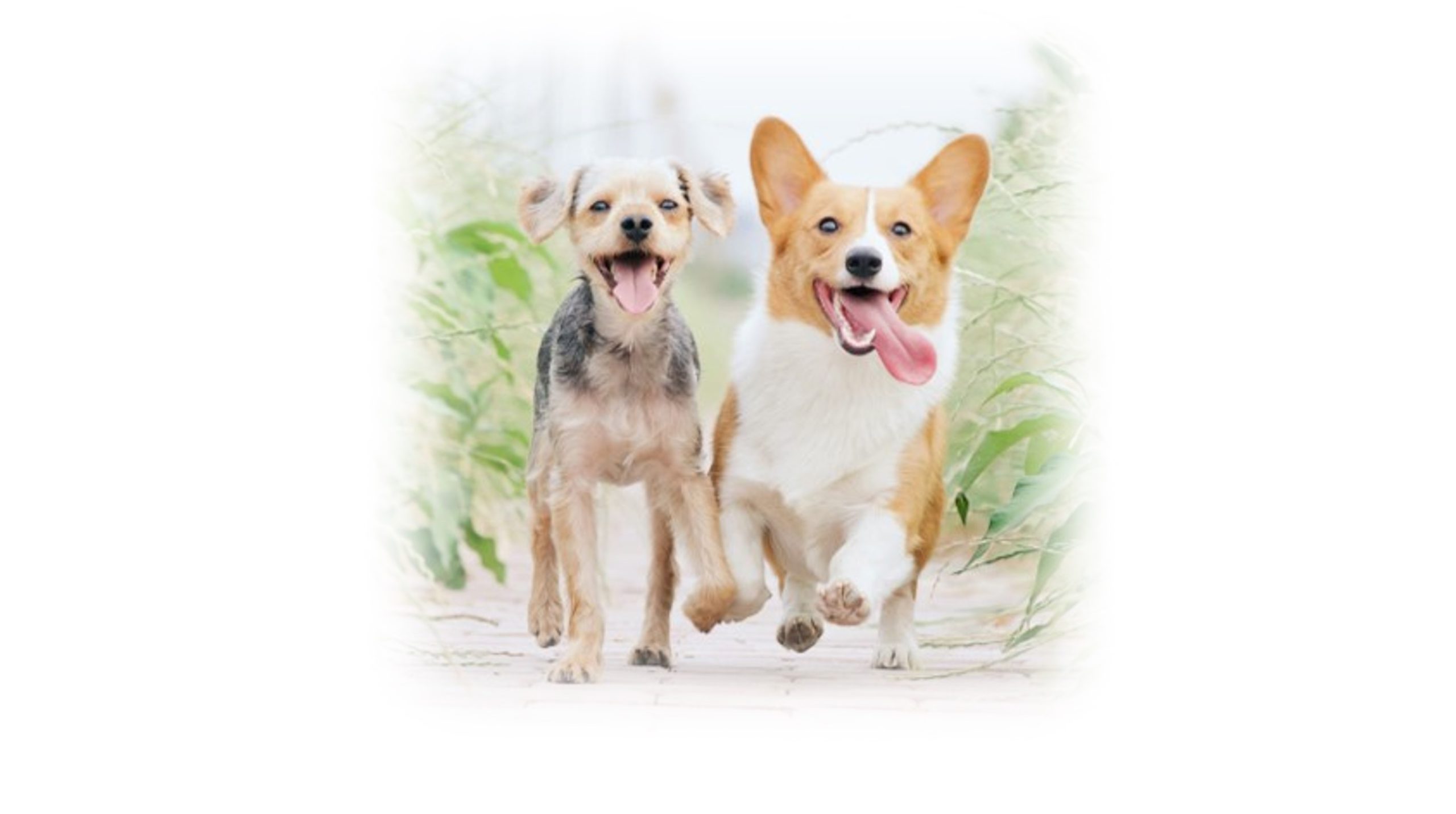 DEレポートNo.60 保護犬の命を守る~ 処分ゼロを目指して~