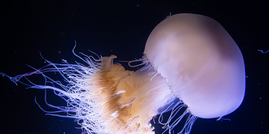 DEレポートNo.61 大型クラゲの大量発生と有効活用について​